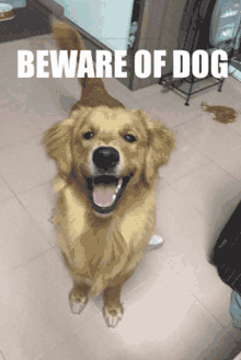 Ruocgu Beware Of Dog GIF