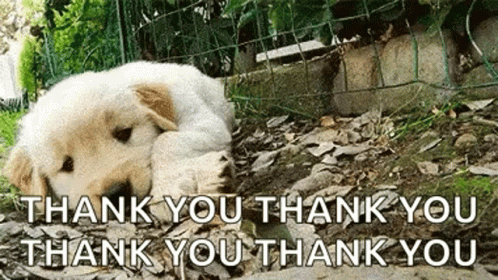 thank you puppy