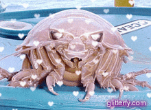 Deep Sea Isopod Giant Isopod GIF