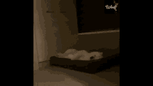 Lazy Dog GIF - Lazy Dog Cant Get Up GIFs