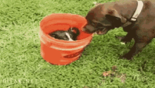 Dogs Play GIF - Dogs Play Basin GIFs