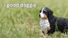 Dog Doggie GIF