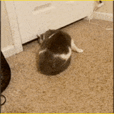 Cat Liquid GIF - Cat Liquid GIFs