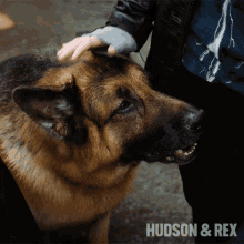 Petting Rex GIF - Petting Rex Diesel Vom Burgimwald GIFs