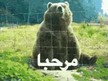 a bear is behind a fence with arabic writing