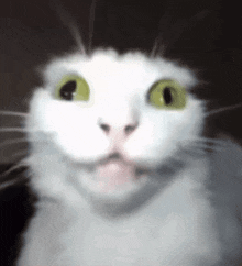 a close up of a white cat with green eyes making a surprised face