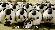 a group of sheep are standing next to each other in a field with the words `` we got one '' above them .