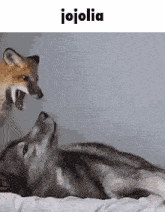Fox Wolf GIF - Fox Wolf Jojolia GIFs