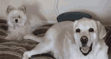 лабрадор лупит собачку хвостом GIF - Labrador Slapping Dog GIFs