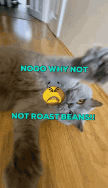 Roast Beans Angry Cat GIF
