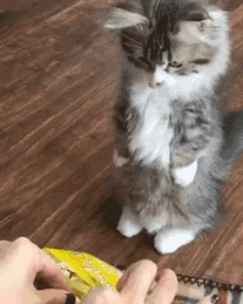 Hungry Kitty GIF - Hungry Kitty Cat GIFs