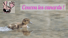 Coucou Les Canards2 GIF - Coucou Les Canards2 GIFs