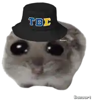 a cat wearing a black hat that says tbs on it