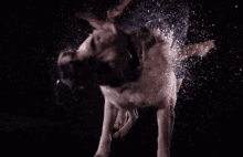 Abell46s Reface GIF - Abell46s Reface Dog GIFs