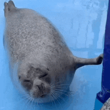 a seal with its eyes closed is laying on its back on a blue surface