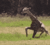 a giraffe is standing on its hind legs in the grass