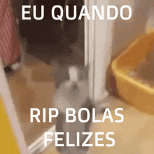 a picture of a cat with the words eu quando rip bolas felizes above it