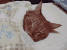 Cat Asleep GIF - Cat Asleep Falling GIFs