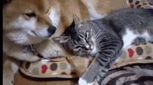 팔베개 시바 고양이 냥이 우정 GIF - Boyfriend Pillow Arm Pillow Cat GIFs
