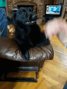 Dog Pawing GIF