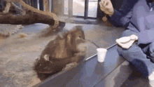 magic orangutan ape cup