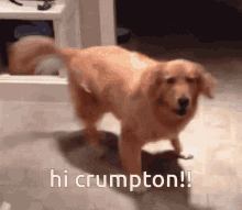 Hi Crumpton Crumpton GIF - Hi Crumpton Crumpton Crump GIFs