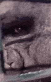 a close up of a gorilla 's face with a blurry background