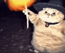 a cat wearing a witch hat is holding a candle in its paw .