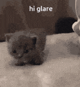 a kitten is laying on a bed with the words `` hi glare '' written above it .