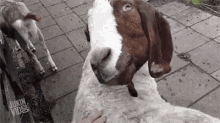 Goat Head Roll GIF