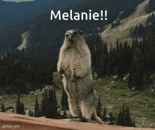 Screaming Marmot Melanie GIF - Screaming Marmot Melanie GIFs