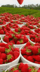 a field of strawberries with a hot air balloon flying overhead