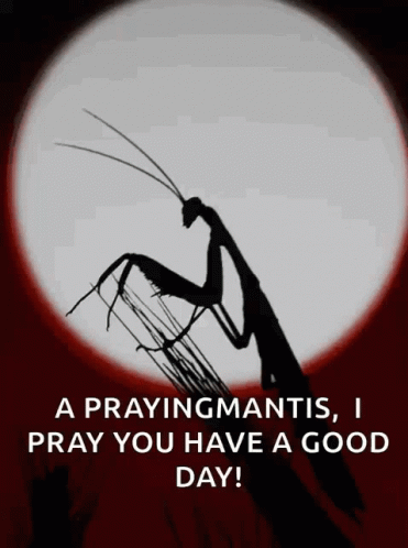praying-mantis-mantis.gif