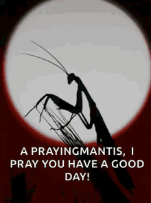 Praying Mantis Mantis GIF - Praying Mantis Mantis Praying GIFs