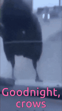 a picture of a bird with the words goodnight crows on the bottom