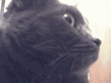 Mrw Someone Reblogged Everything I Posted/Reblogged. GIF - Black Cat Shocked Omg GIFs
