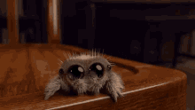 Spider Lucas The Spider GIF