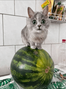 a cat is sitting on top of a watermelon with its eyes wide open