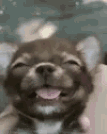 Blissful Happy GIF - Blissful Happy Doggo GIFs