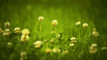 Grass Closeup GIF