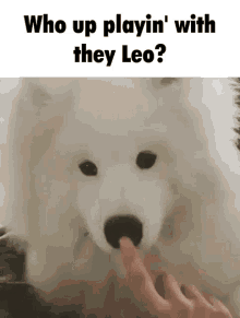 Who Up Playing With They Leo Playing GIF - Who Up Playing With They Leo Who Up Playing GIFs