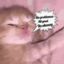 a picture of a cat with a speech bubble that says no problems all good its okeeeey