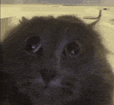 Grey Cat GIF
