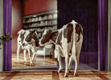 Cow Dancing GIF - Cow Dancing Tap Dancing GIFs