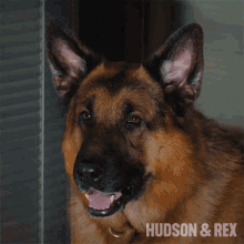Huh Rex GIF - Huh Rex Diesel Vom Burgimwald GIFs