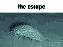 isopod escape