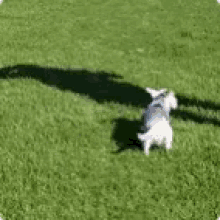 Dog Fly GIF