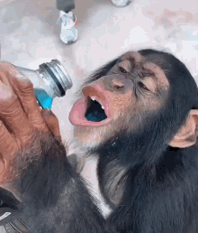 Animal Drinking GIF - Animal Drinking Drink GIFs