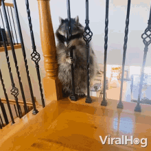 Fat Raccoon Viralhog GIF - Fat Raccoon Viralhog Chubby Raccoon GIFs