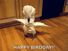 a white bird is standing on a wooden floor with its wings outstretched .